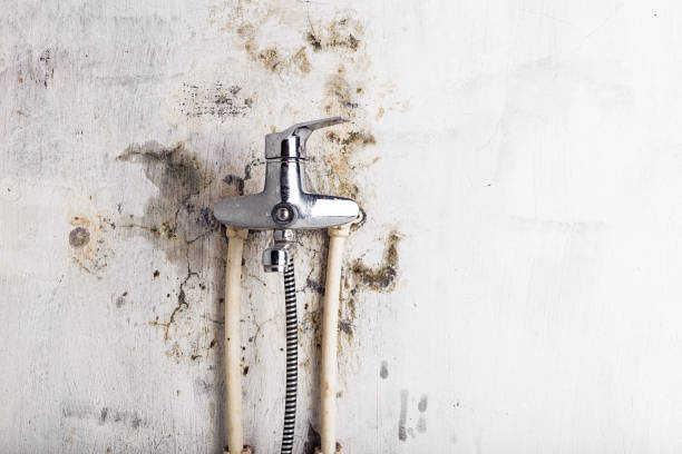Best Mold Remediation  in Stanton, KY