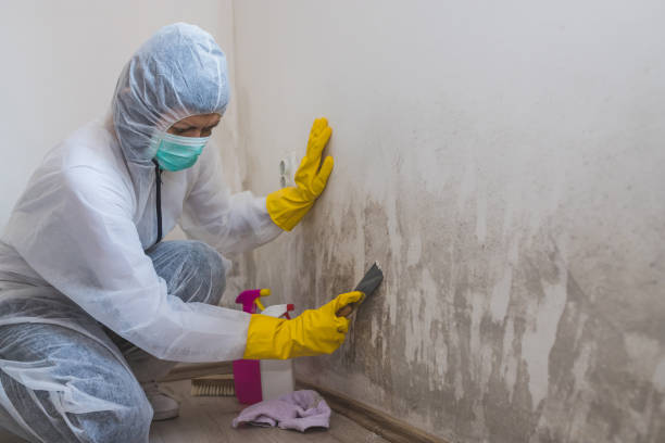 Best Certified Mold Removal  in Stanton, KY