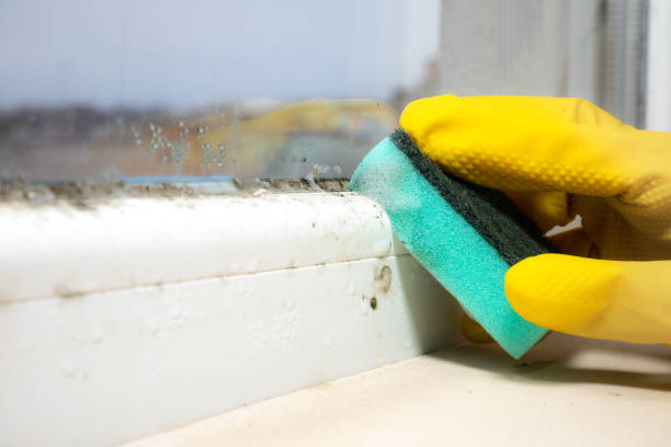 Professional Mold Removal in Stanton, KY