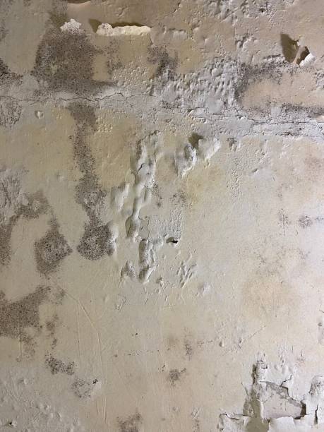 Best Mold Damage Repair  in Stanton, KY