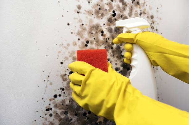 Best Black Mold Removal  in Stanton, KY