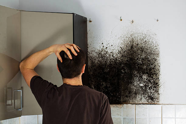 Best Emergency Mold Removal  in Stanton, KY