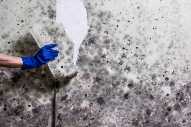 Home Mold Removal in Stanton, KY
