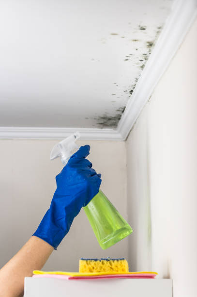 Best Residential Mold Removal  in Stanton, KY